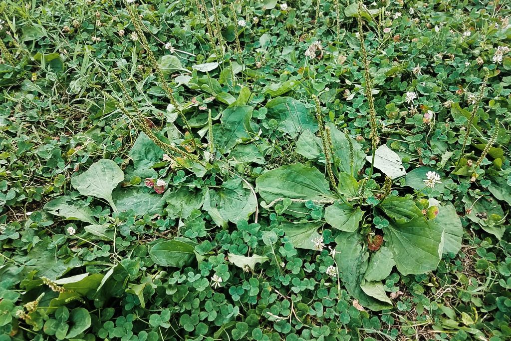 broadleaf-plaintain-1024x683.jpg