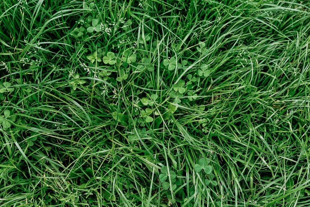 clover-1024x683.jpg