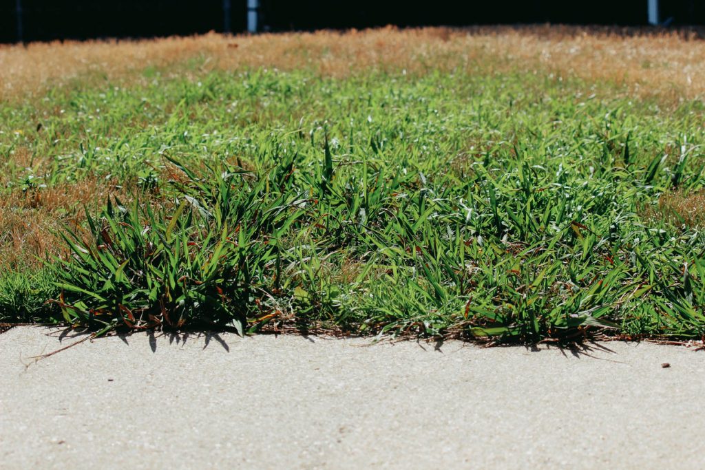 crabgrass-2-1024x683.jpg