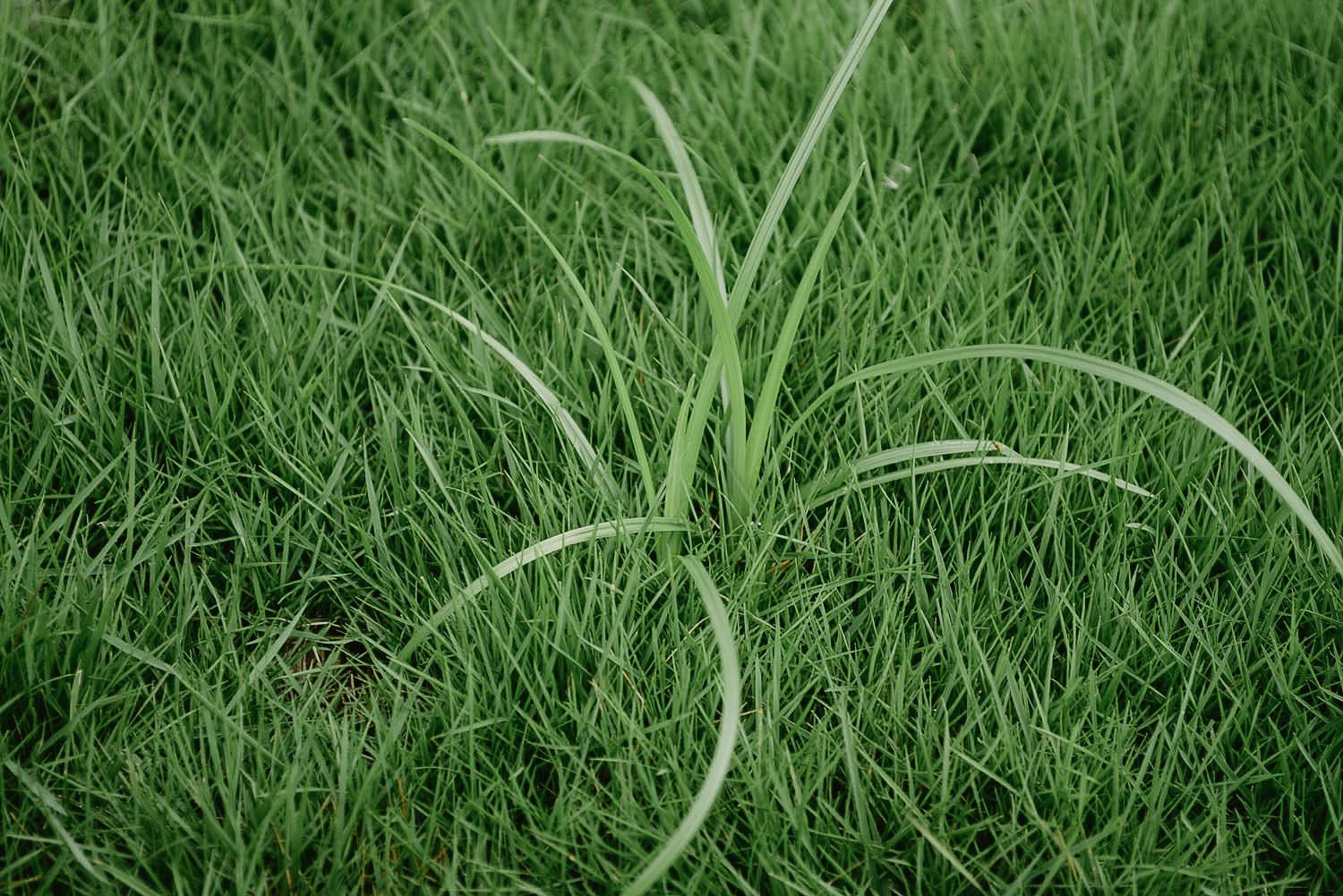 lawn-weed