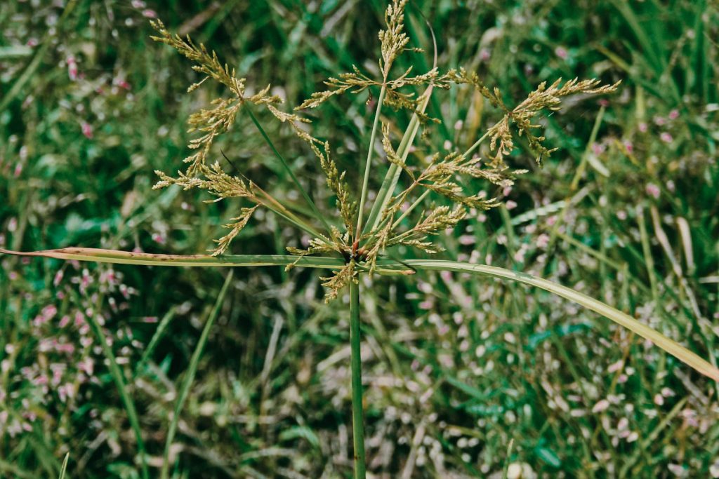 nutsedge-1024x683.jpg