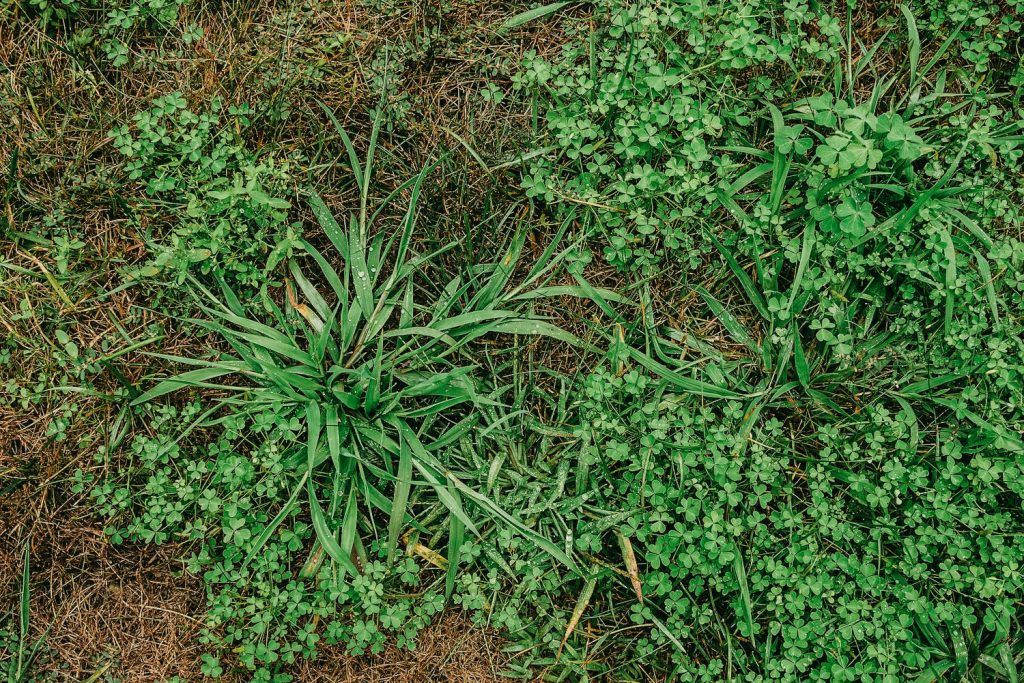 quackgrass-1024x683.jpg
