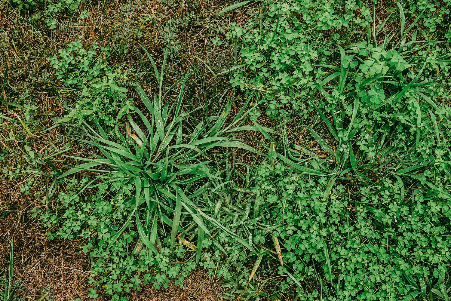 quackgrass