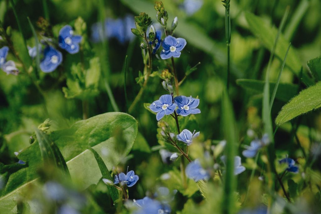 speedwell-1024x683.jpg