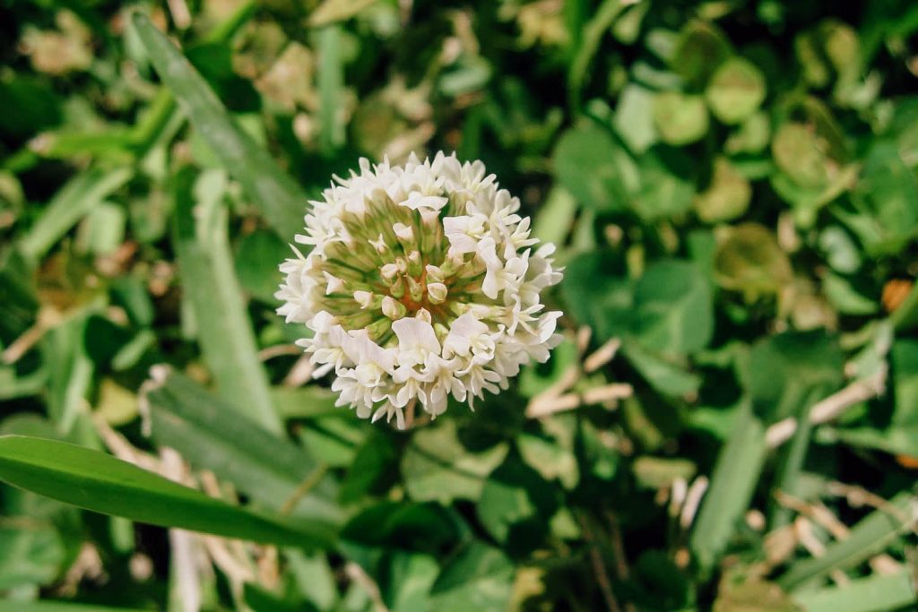white-clover-1024x683.jpg