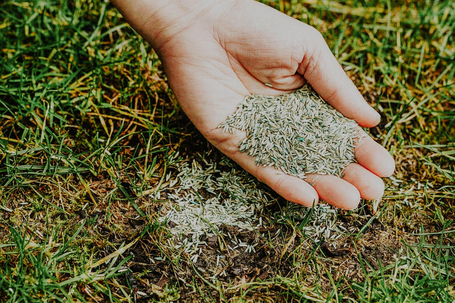 lawn-overseeding-2