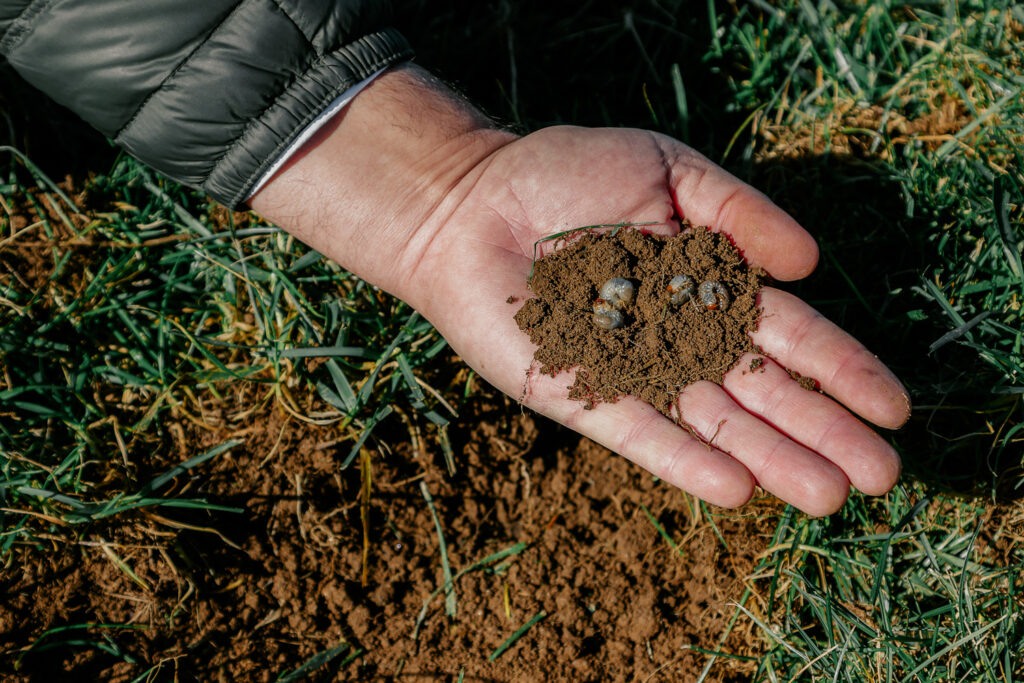 elite-lawn-care-grub-pest-control-service-1024x683.jpg