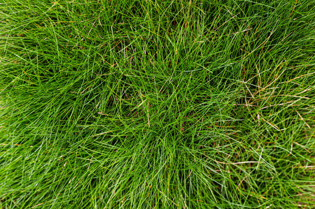 elite-lawn-care-fine-fescue-grass-1024x679.jpg