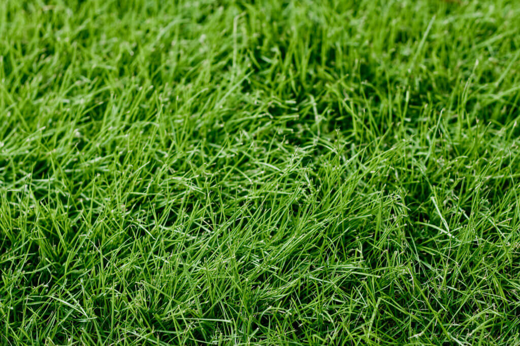 tall-fescue-grass-2-1024x683.jpg