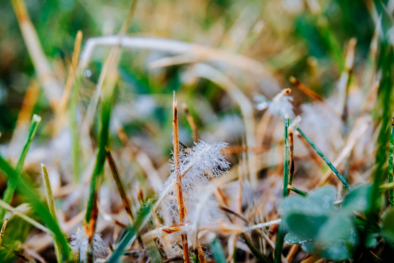 elite-lawn-care-common-lawn-disease-01