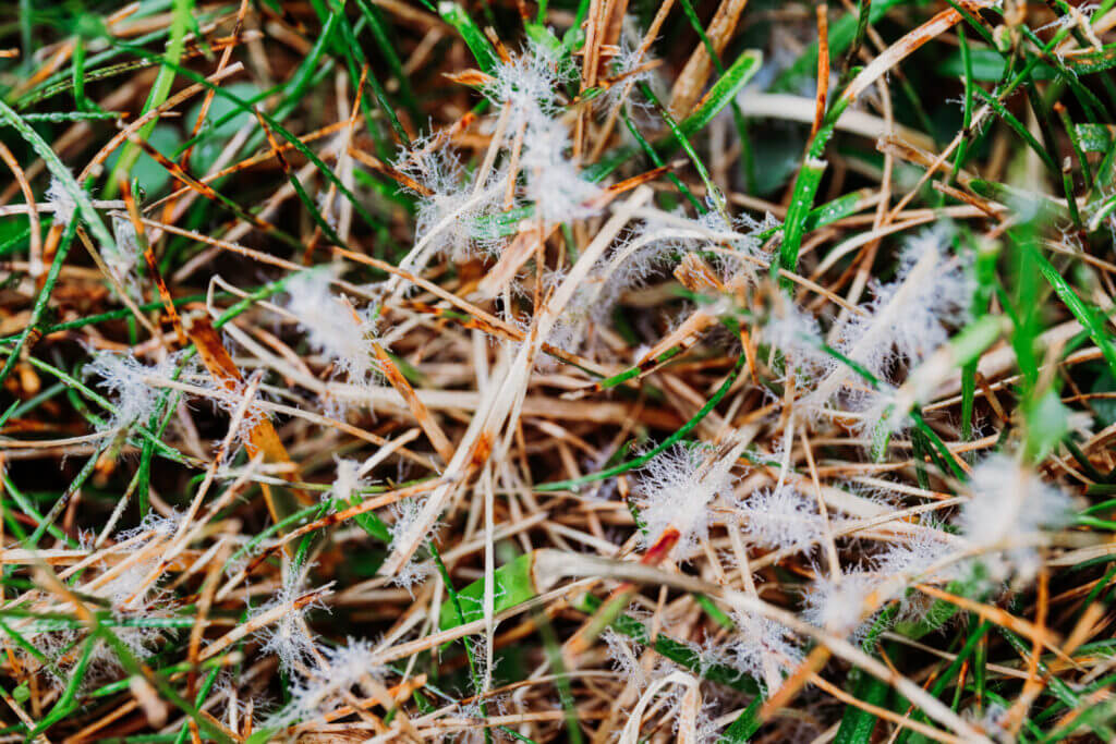 Dollar spot lawn disease