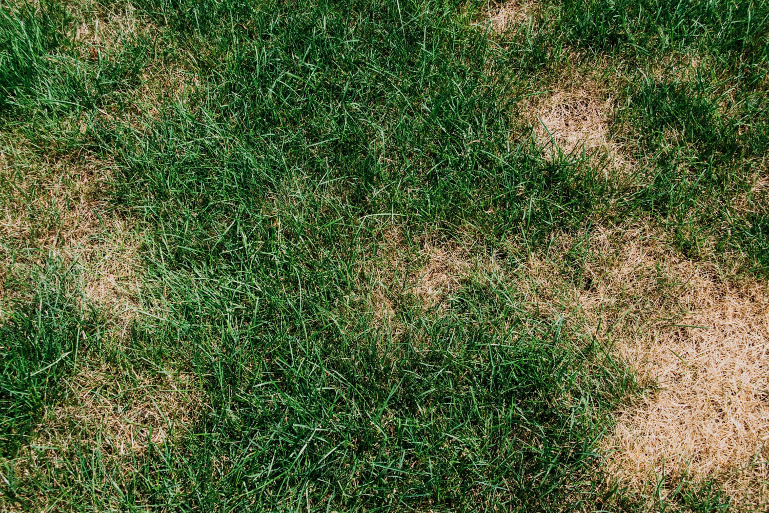 elite-lawn-care-common-lawn-disease-05