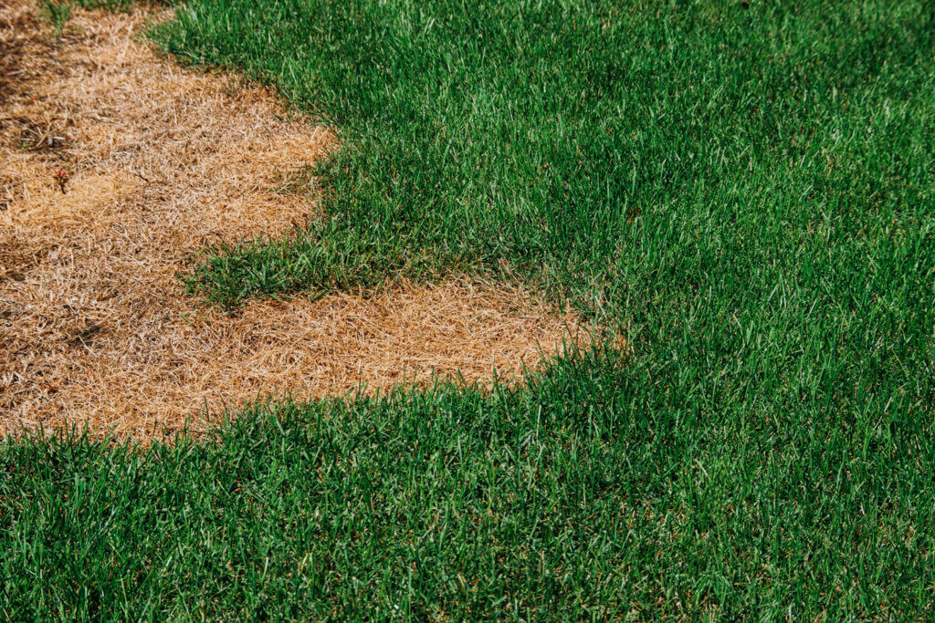 Common lawn diseases in Illinois