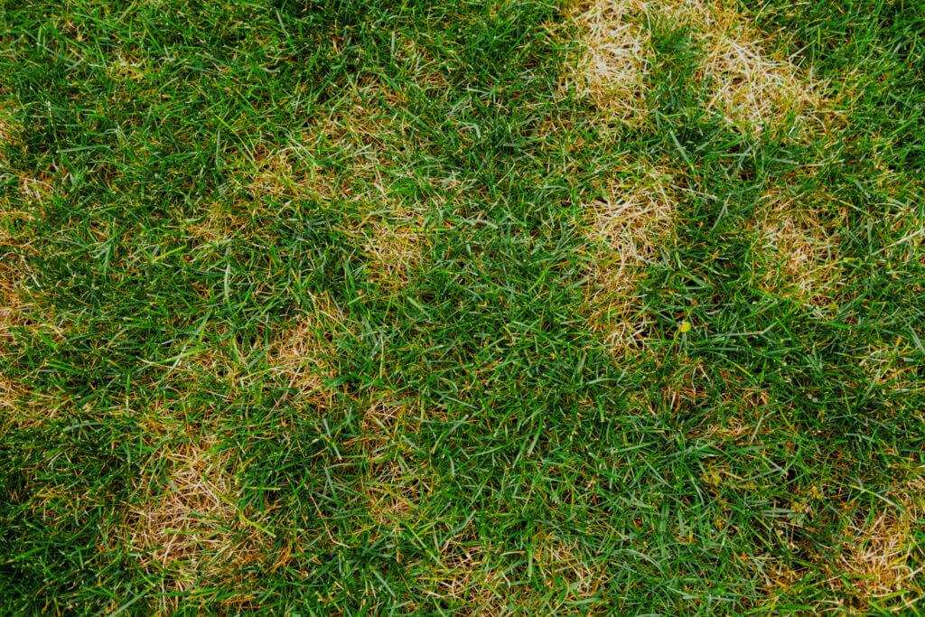 Summer patch lawn disease