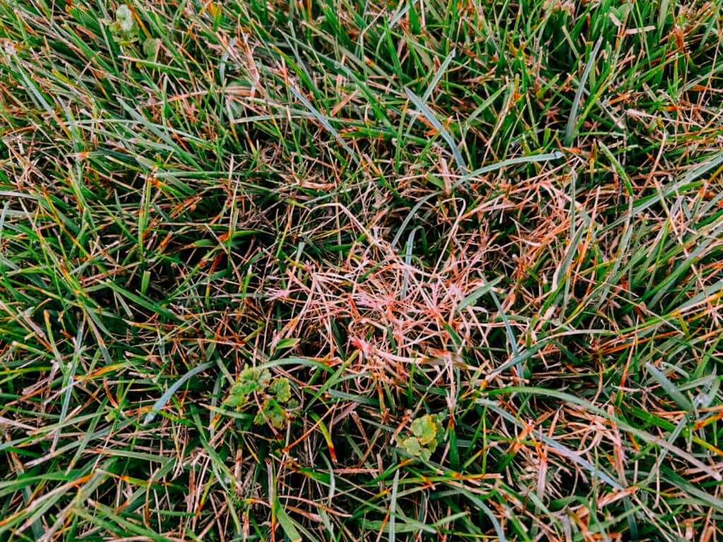 Red thread lawn disease