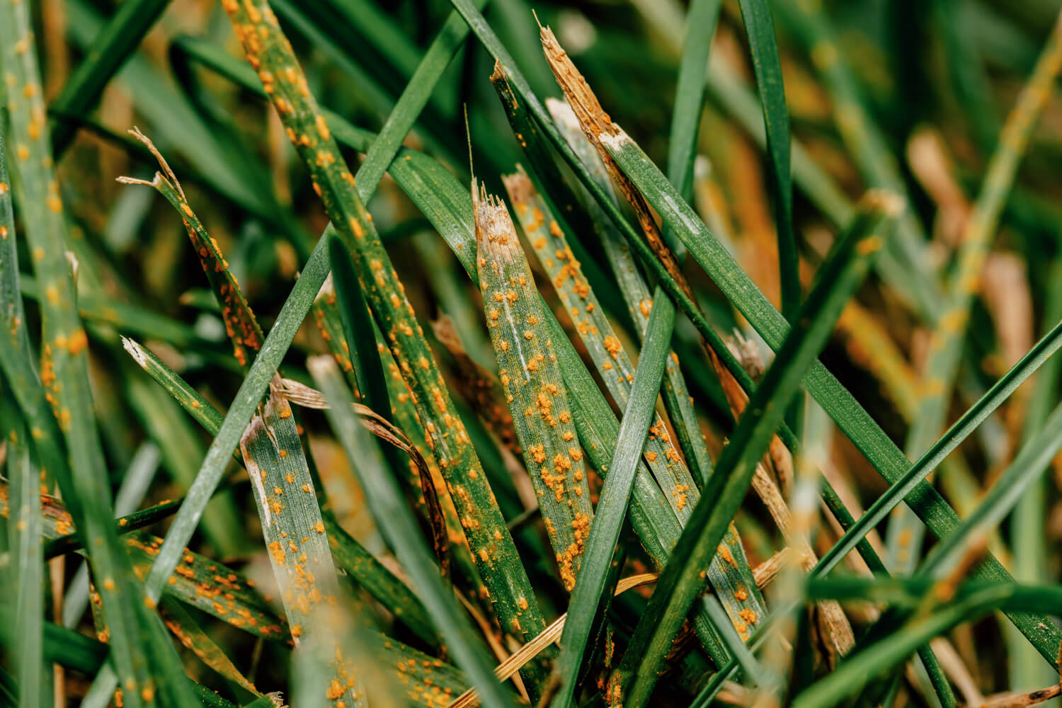 elite-lawn-care-lawn-disease-lawn-rust