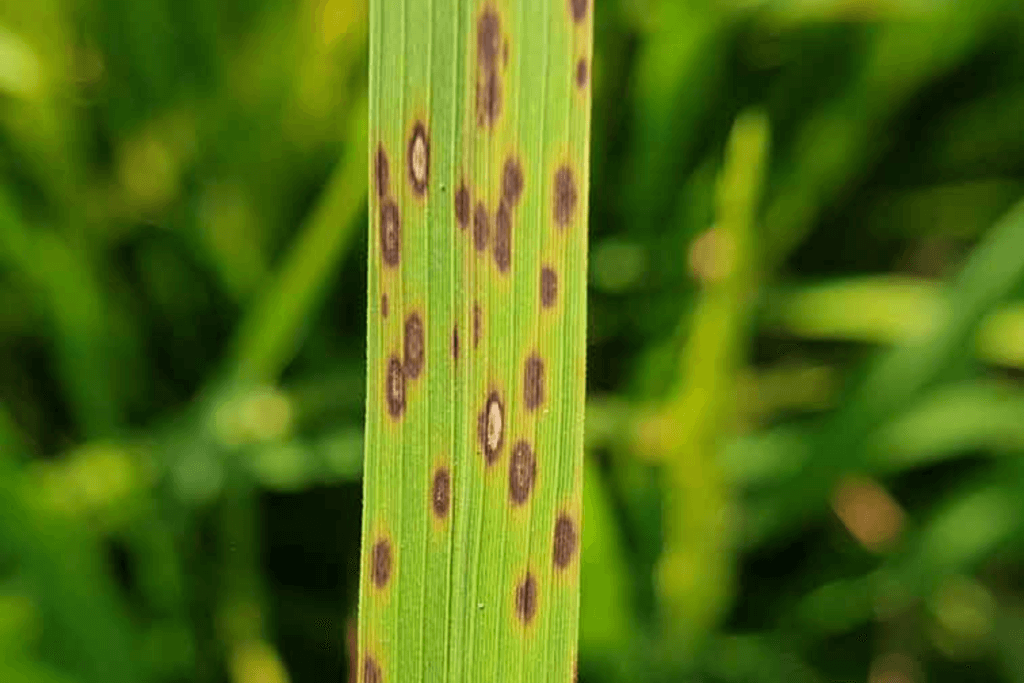Leaf spot lawn disease