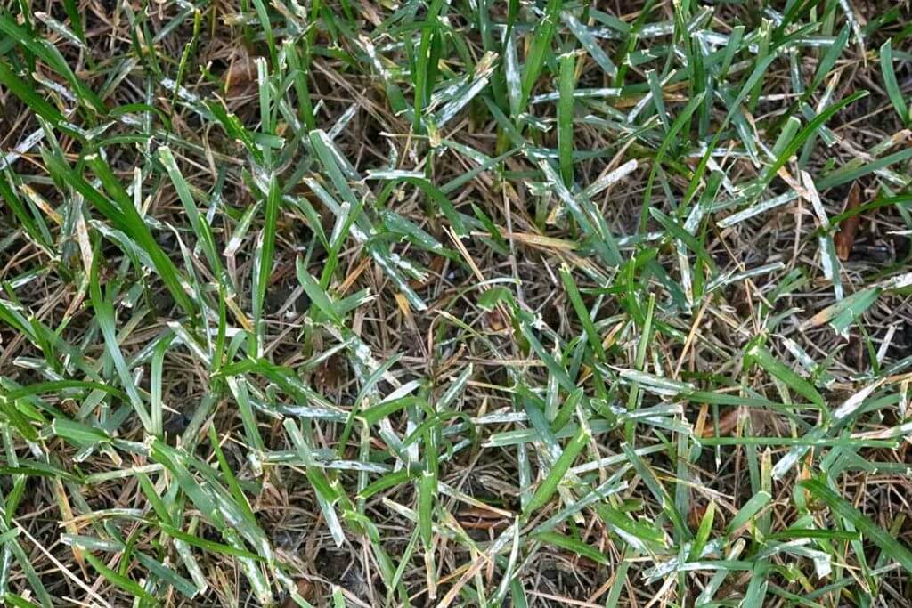 Powdery mildew on lawn