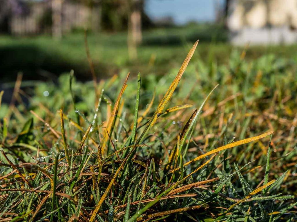 Lawn rust disease