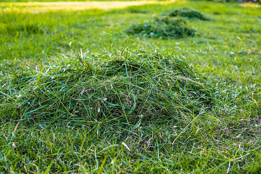 Grass clippings for lawn care