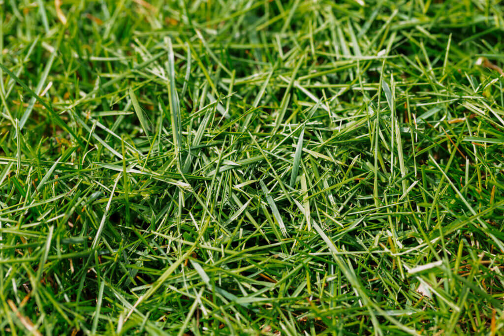Grass clippings on lawn