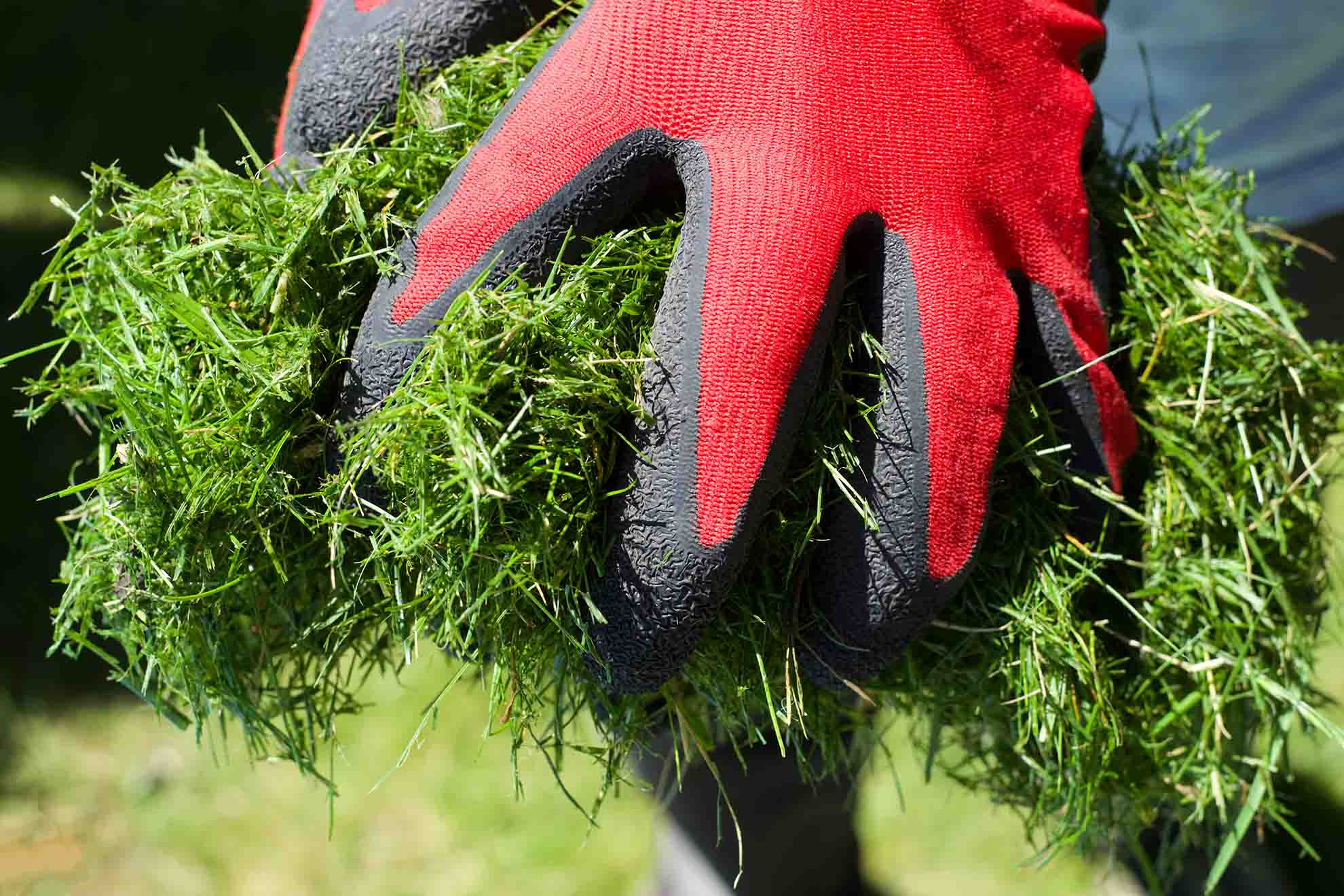 grass-clippings-in-hand