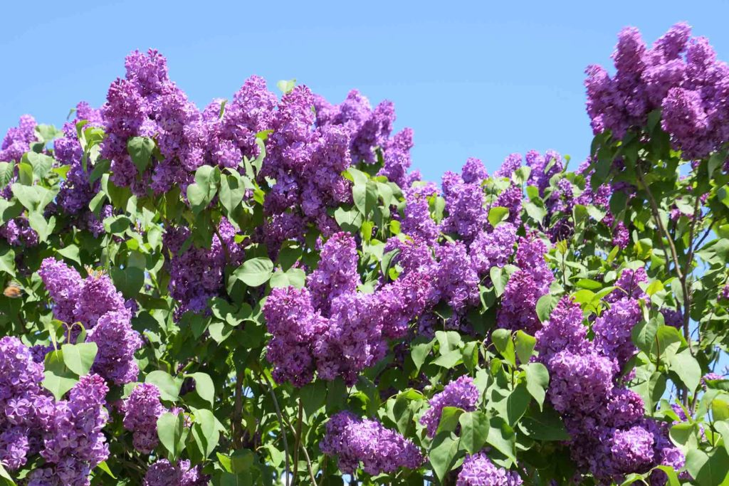 identifying-lilacs-1024x683.jpg