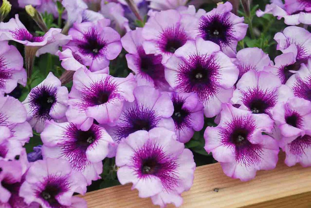 identifying-petunias-1024x685.jpg