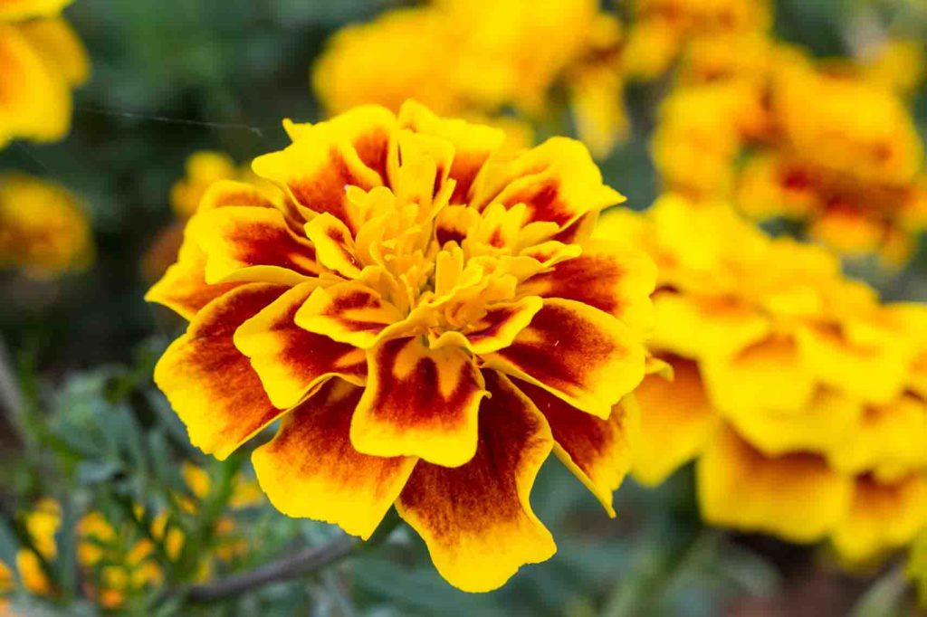 marigold-example-1024x682.jpg
