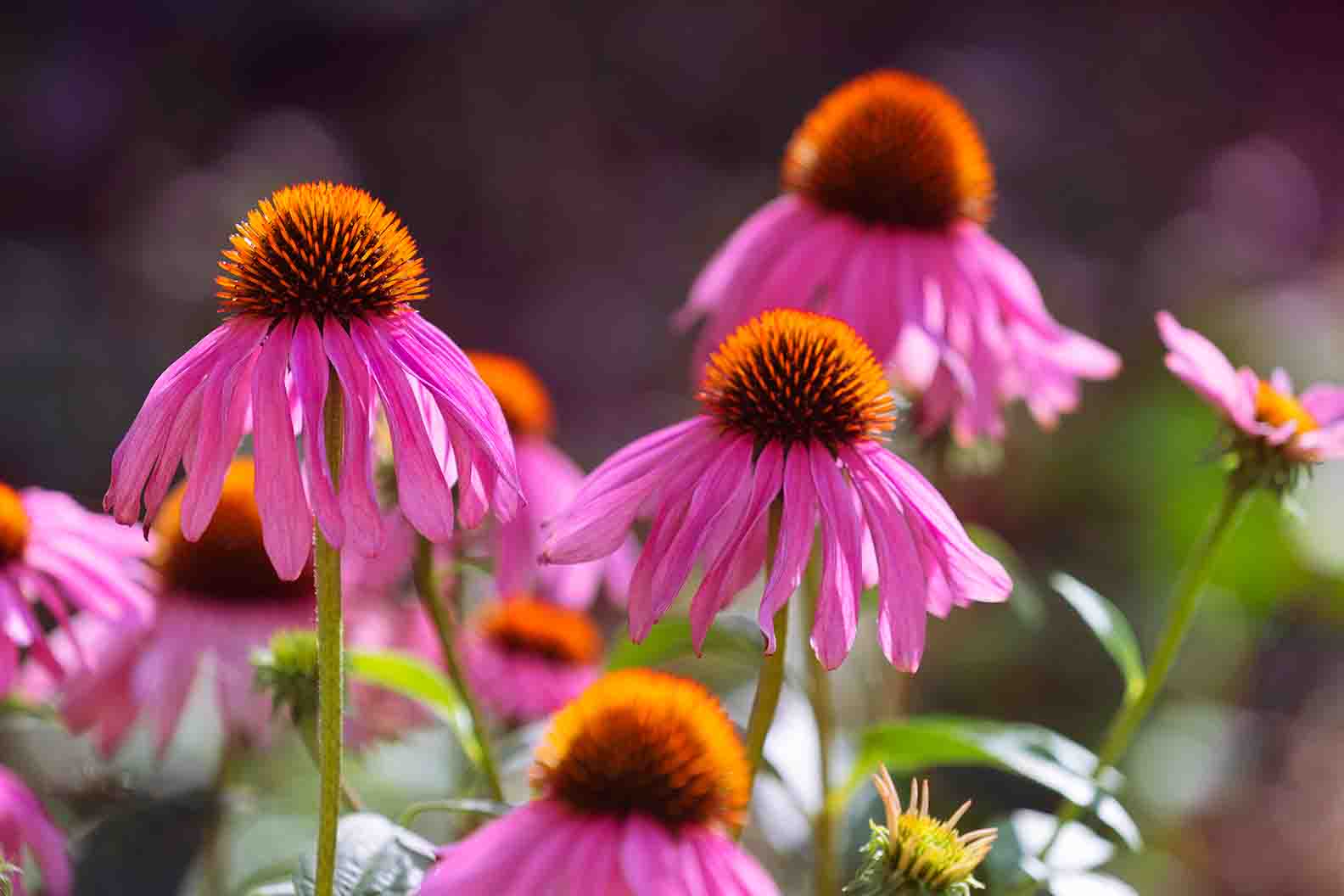 pink-coneflower