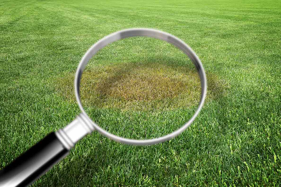 spot-what-brown-patch-lawn-disease-looks-like
