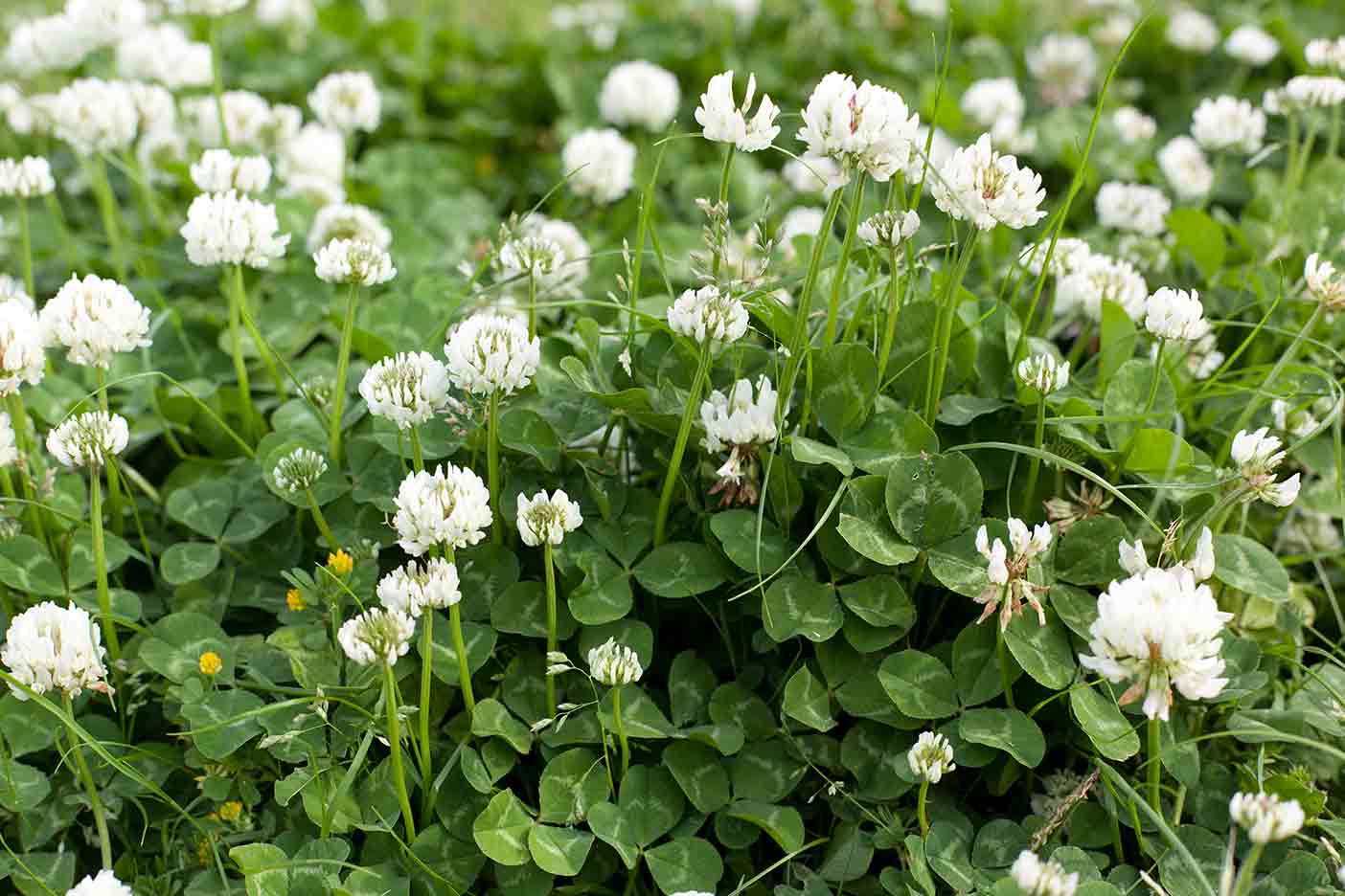 how-to-spot-white-clover