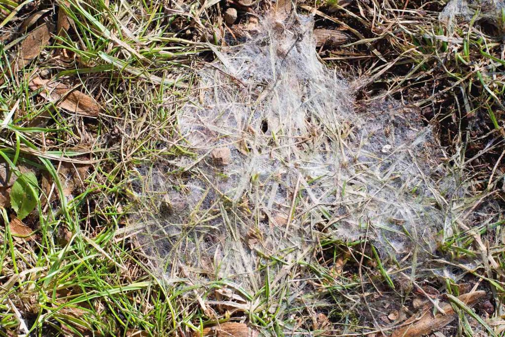 Snow mold lawn disease