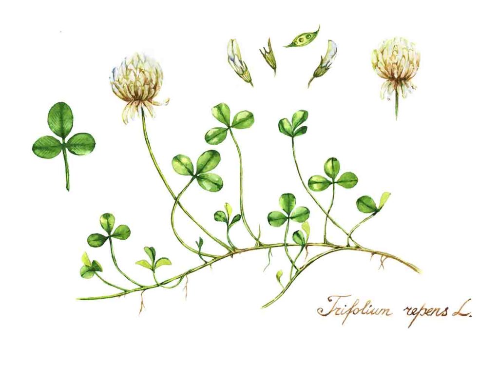 white-clover-trifolium-repens-1024x749.jpg