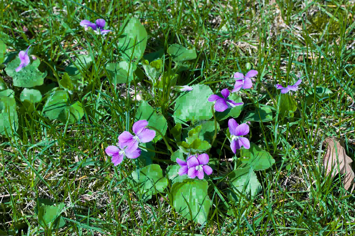 elite-lawn-care-wild-violet-1