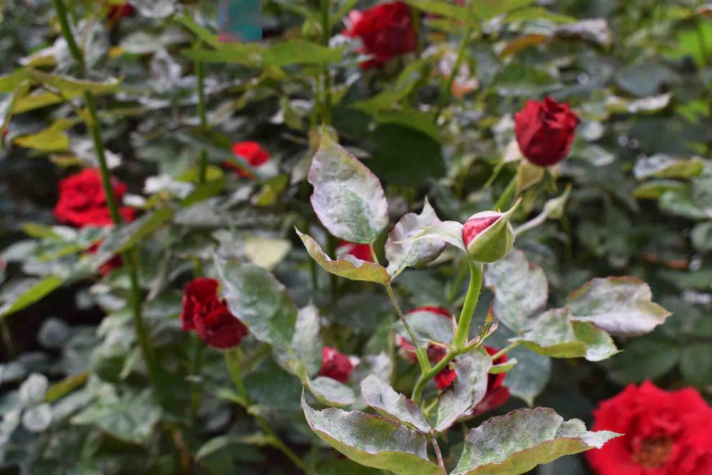 powdery-mildew-on-roses-1024x683.jpg