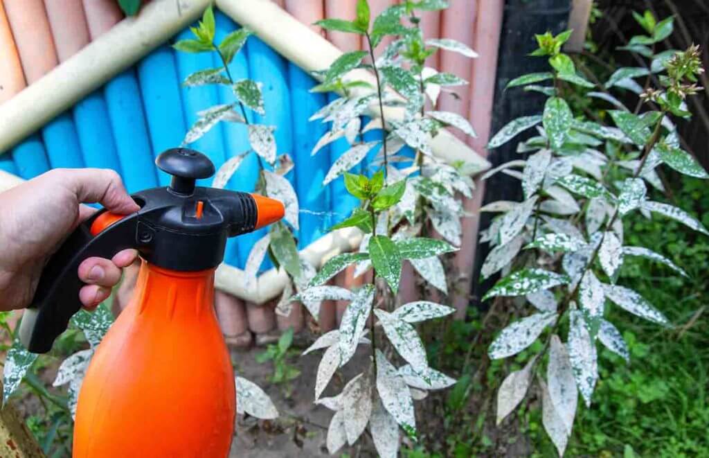 powdery-mildew-treatment-1024x661.jpg