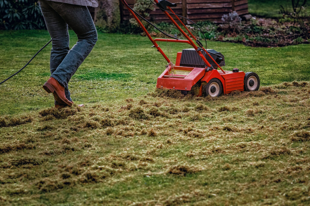man-dethatching-his-lawn-with-a-red-mechanical-dethatcher-scaled-edited-1024x683.jpg