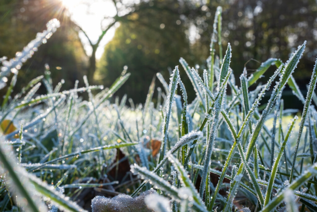 green-grass-in-hoarfrost-glistens-in-the-rays-of-the-morning-autumn-sun-in-the-park-bottom-view--1024x683.jpg