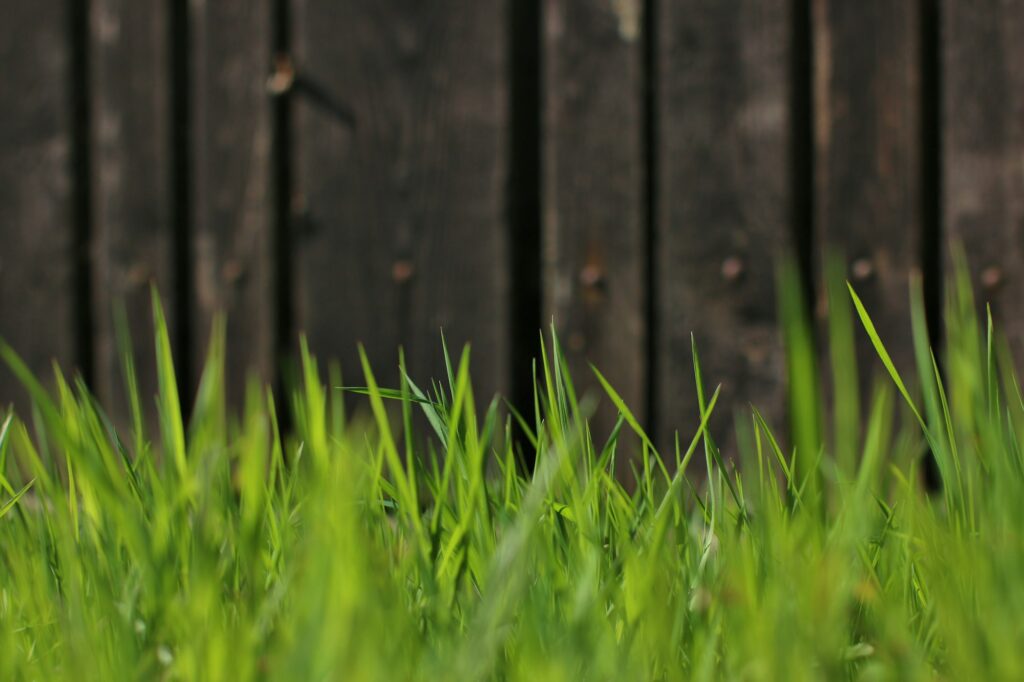 spring-grass-1024x682.jpg