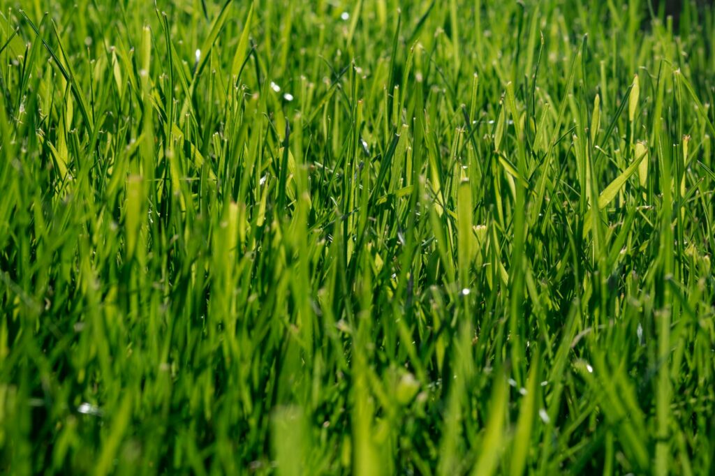 beautiful-green-lawn-in-park-1024x682.jpg