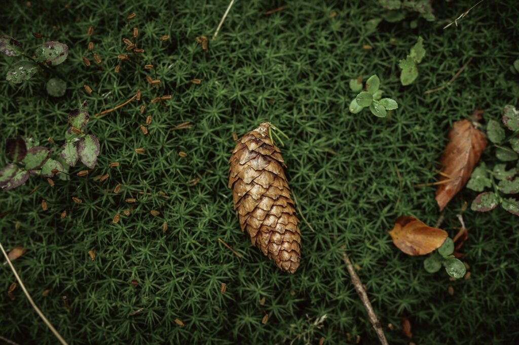 dry-pine-cone-on-the-grassy-ground-1024x682.jpg