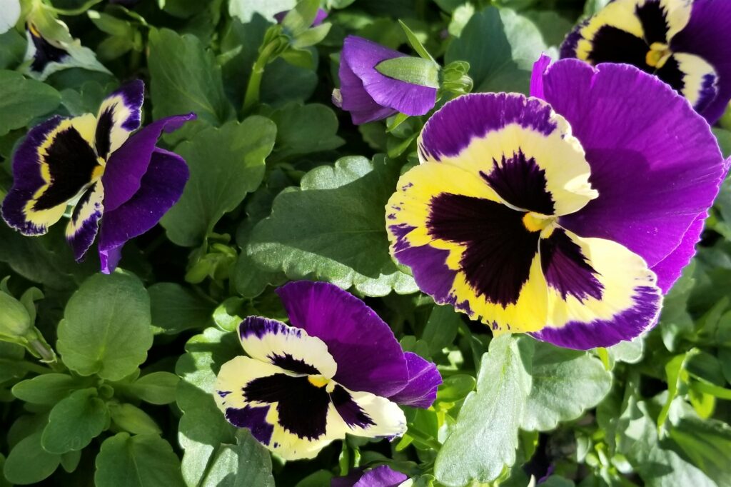 spring-pretty-pansies-nominated--1024x682.jpg