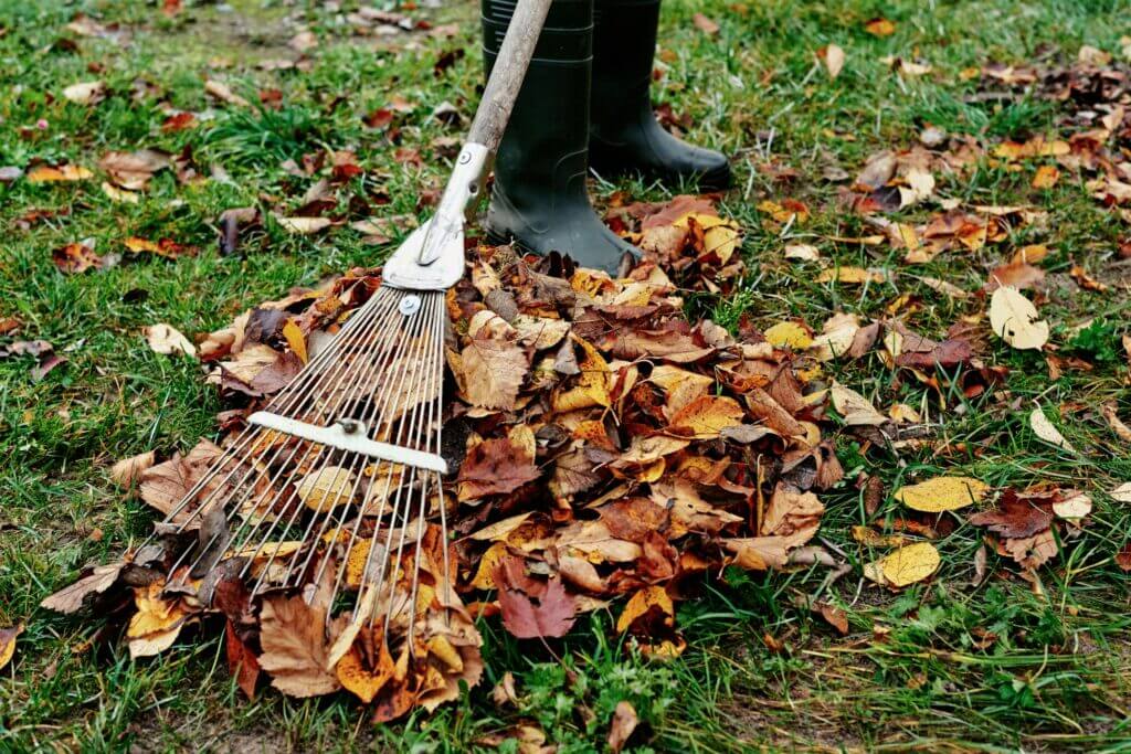 woman-raking-pile-of-fall-leaves-at-garden-with-rake-1024x683.jpg