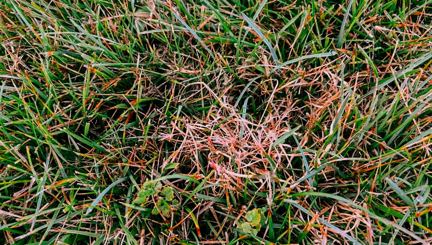 Red thread lawn disease