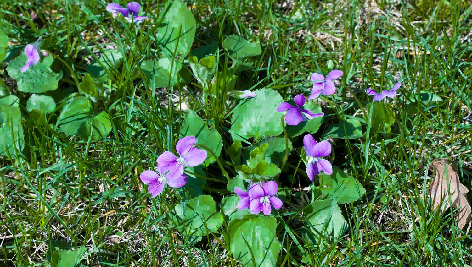elite-lawn-care-wild-violet-1-qs8efagyewnf8wm89t065os41r1105busgm2i35zxw.jpg