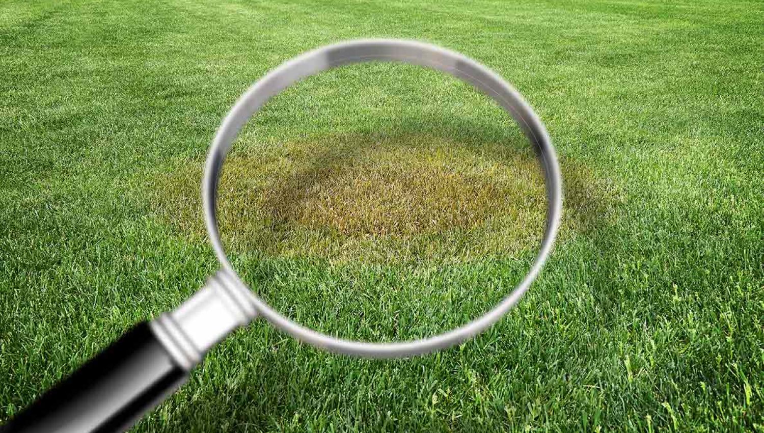 spot-what-brown-patch-lawn-disease-looks-like-qaj5uhg8tzgt4dilbxfjdsat5xtlu56bgznj3b7rxw.jpg