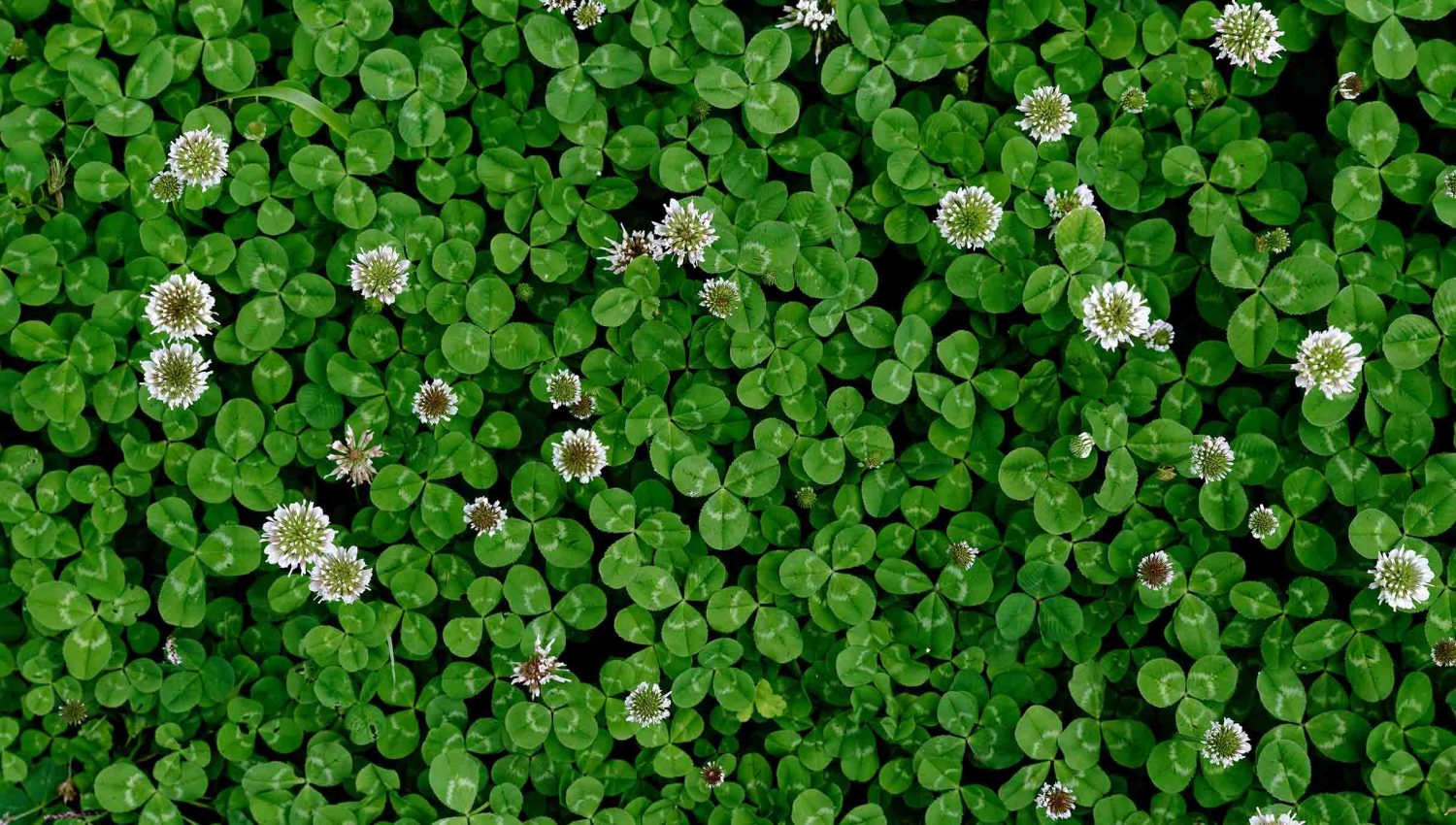 white-clover-overview-qaj5ufkkgbe8h5lbmwma8srvz62veqyusqck4rakac.jpg