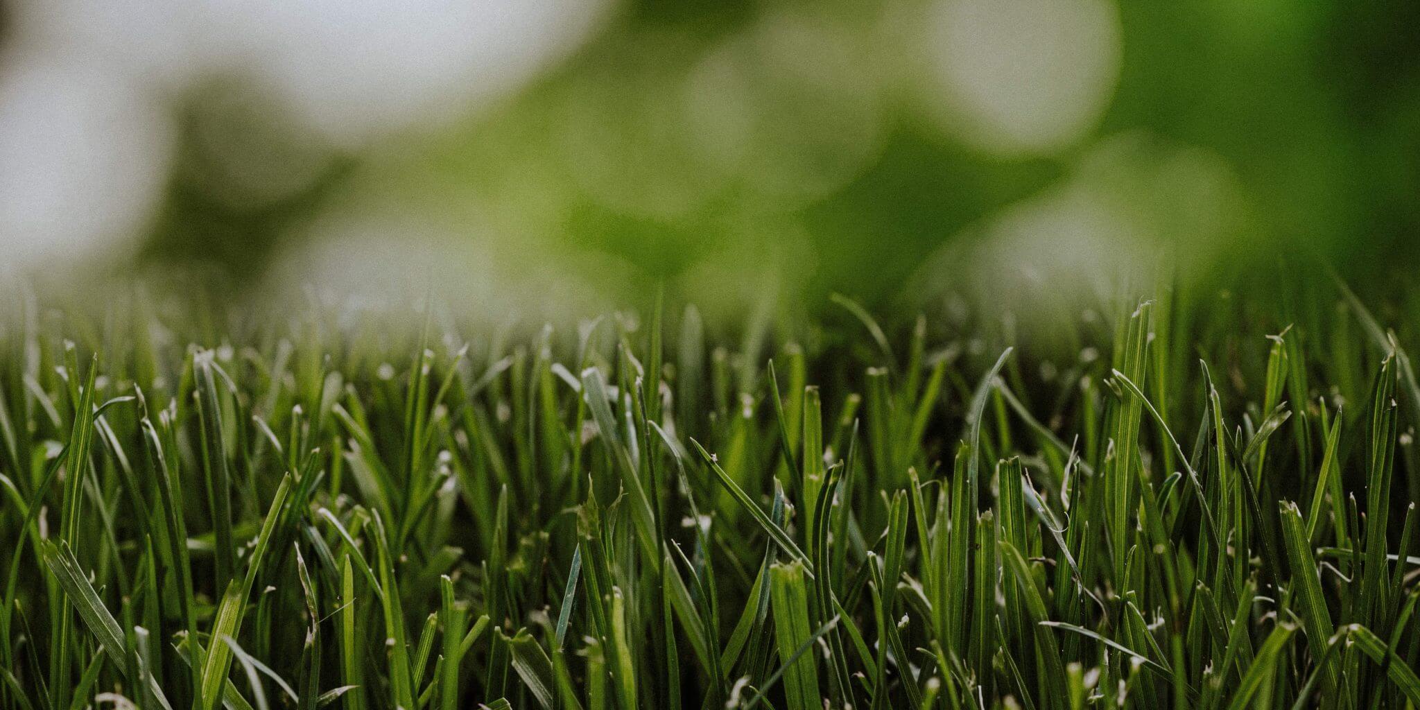 long-grass-blades